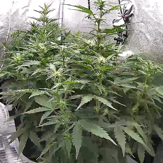 Spider Farmer 2x4 SF2000 200W Complete Grow Tent Kit with GGS Auto Control customer photo 1