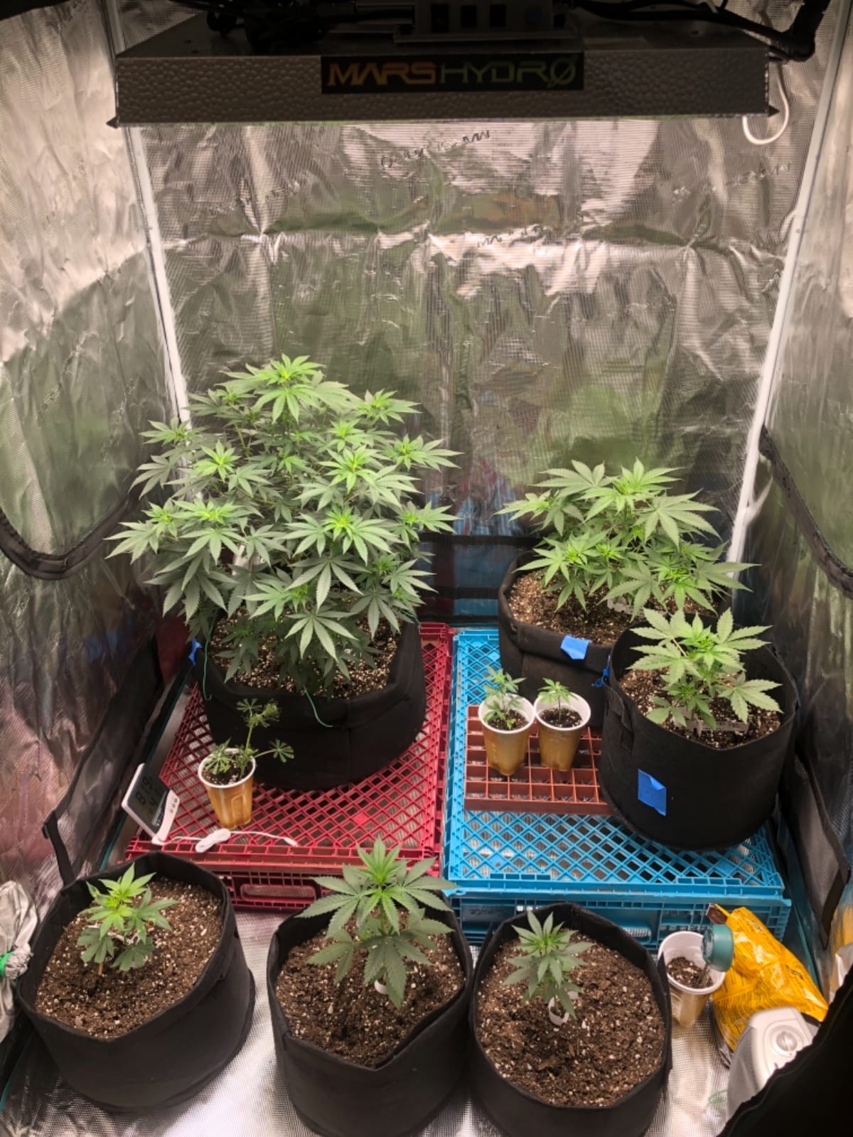 MARS HYDRO 4x4 Grow Tent Kit with TSW2000 300W Full Spectrum LED Grow Light customer photo 1