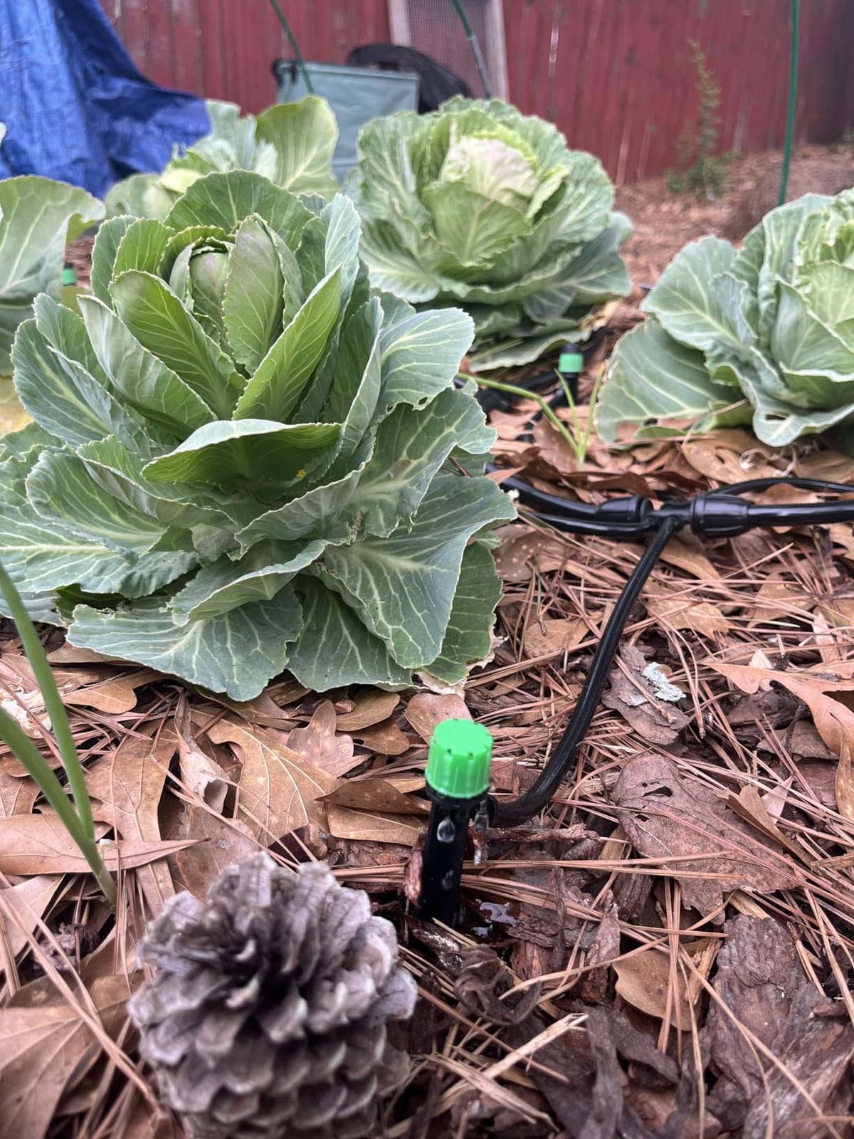 CARPATHEN Drip Irrigation System Kit for Garden Watering, Sprinkler, 100 ft customer photo 1