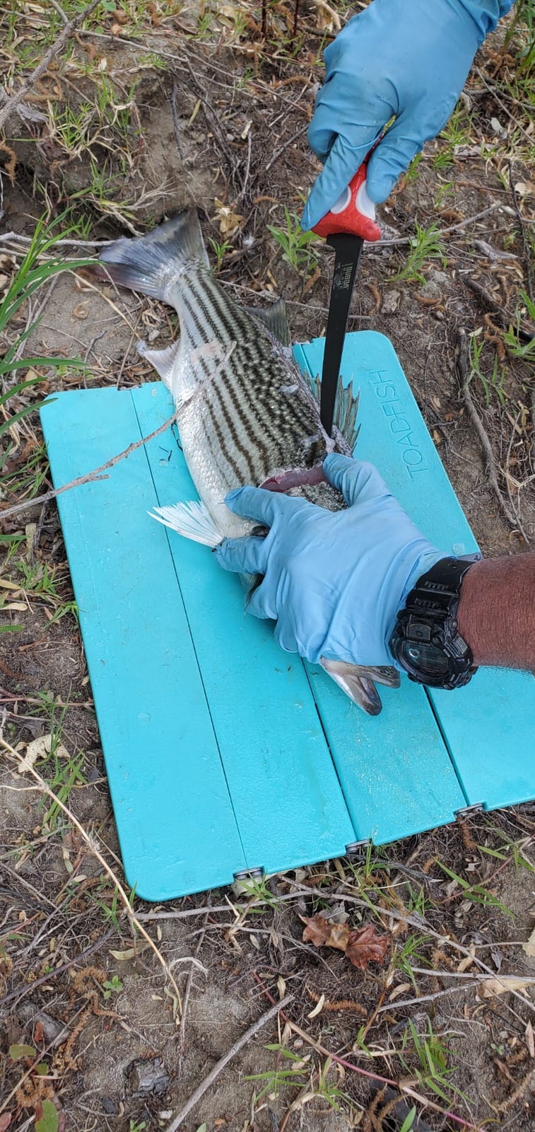 Stowaway Cutting Board - Folding Cutting Board Designed To Easily Fold, Lock, and Stow Anywhere. customer photo 1