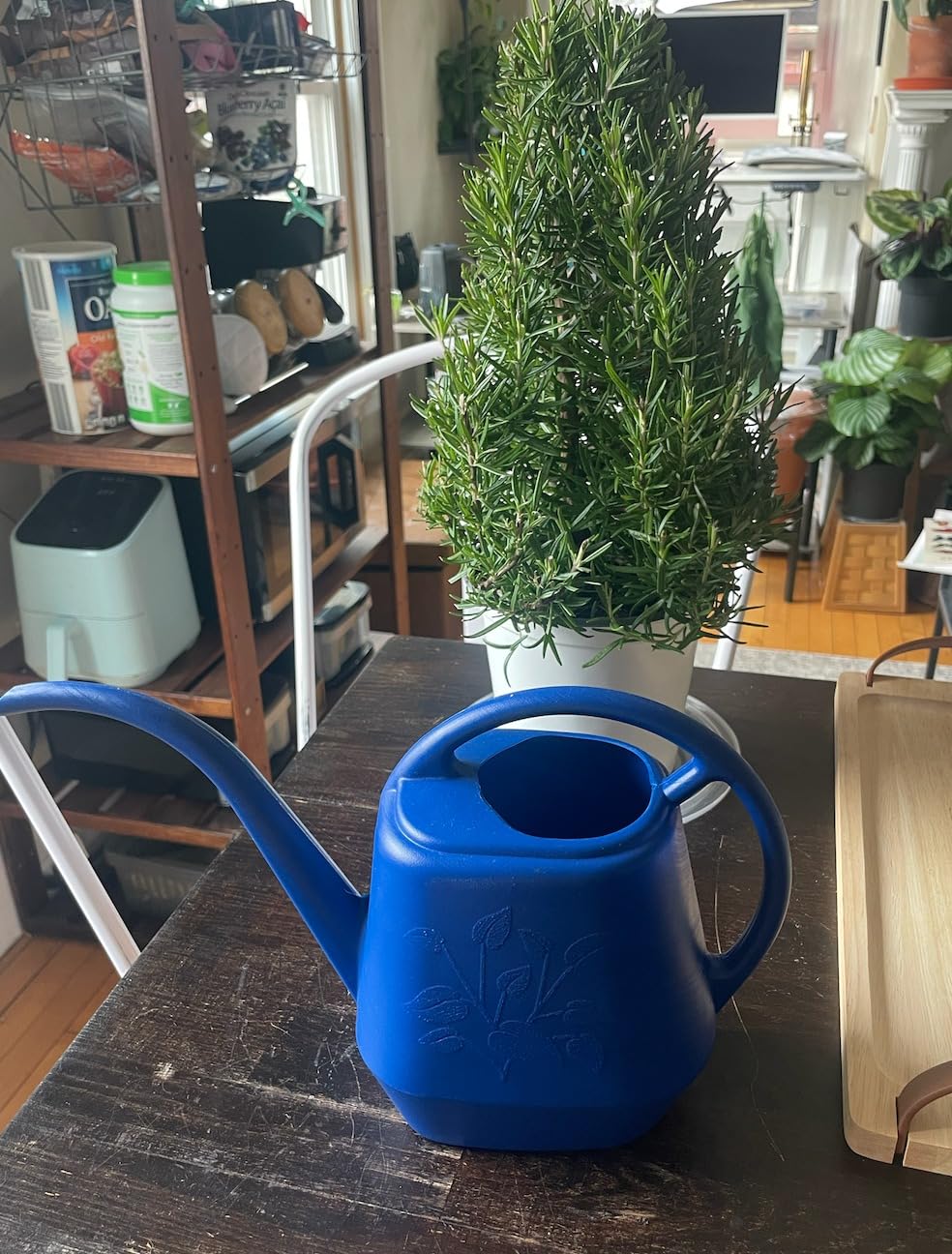 Bloem Aqua Rite Watering Can: 56 Oz - Classic Blue - Large Capacity, Extra Long Spout, Durable Plastic, One Piece Construction, for Indoor & Outdoor Use, Gardening customer photo 1