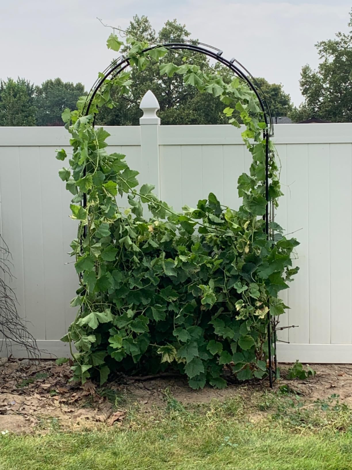 Metal Garden Arbor Wedding Arch 95.3