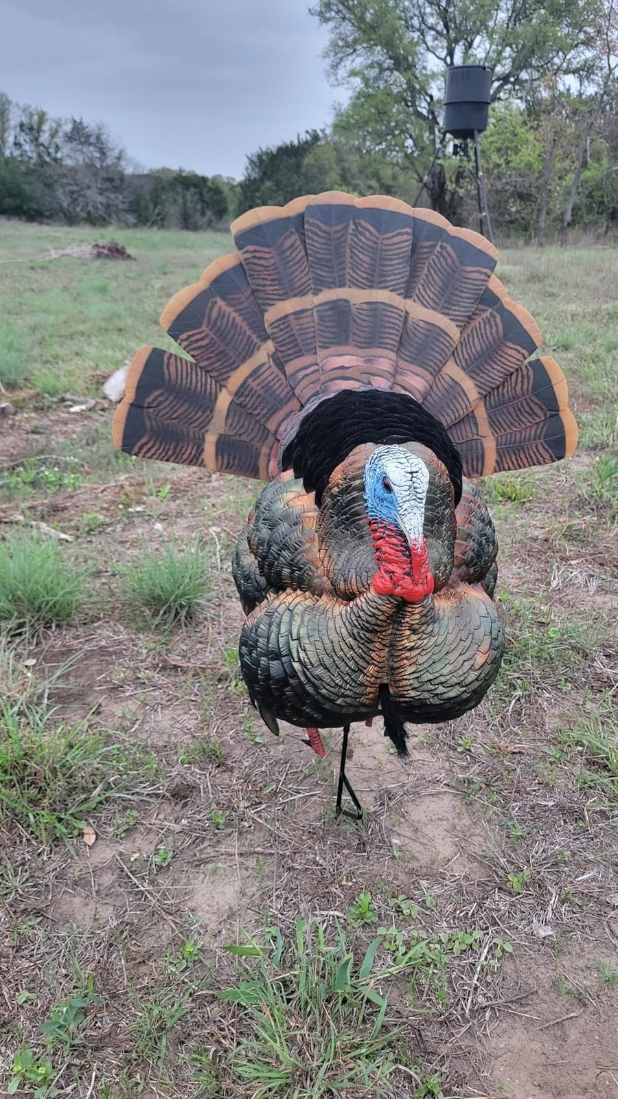AVIAN-X HDR Strutter Turkey Decoy - Rugged Durable Realistic Lifelike Dominant Body Standing Hunting Decoy with 2 Removable Heads & Wings, Beard, Adjustable Tail Fan, Mounting Stake & Carry Bag customer photo 1