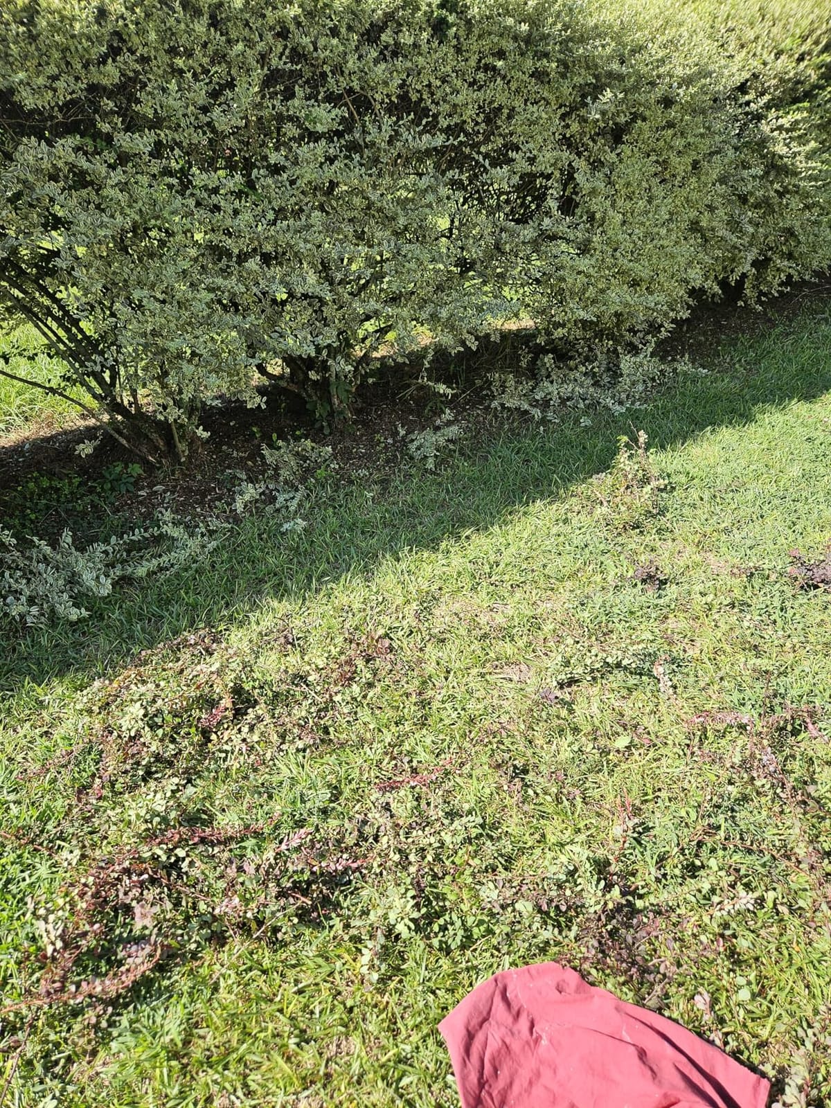 WORKPRO 7.2V Cordless Grass Shear & Shrubbery Trimmer | 5.9