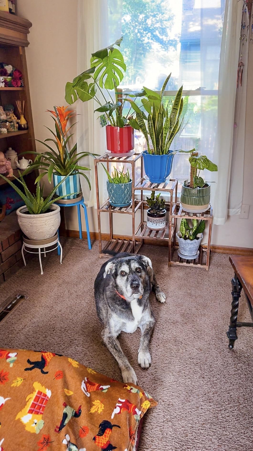 Bamworld Plant Stand Indoor Plant Shelf Outdoor Wood Plant Rack | for Multiple Plants 3 Tiers Ladder Plant Holder for Living Room Patio Boho Home Decor for Gardening customer photo 2