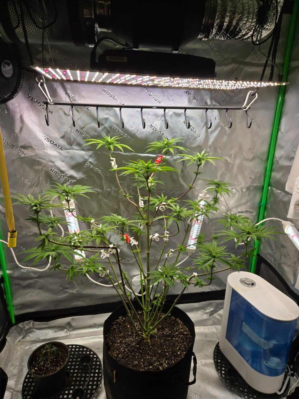 VIVOSUN 4x4 Grow Tent Kit 400W LED Grow Light WiFi Control A22 Grow System customer photo 2