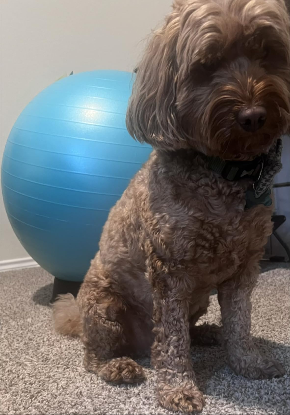 Retrospec Luna Exercise Ball with Pump - Anti-Burst Fitness Equipment for Yoga, Core Training & Stability customer photo 2