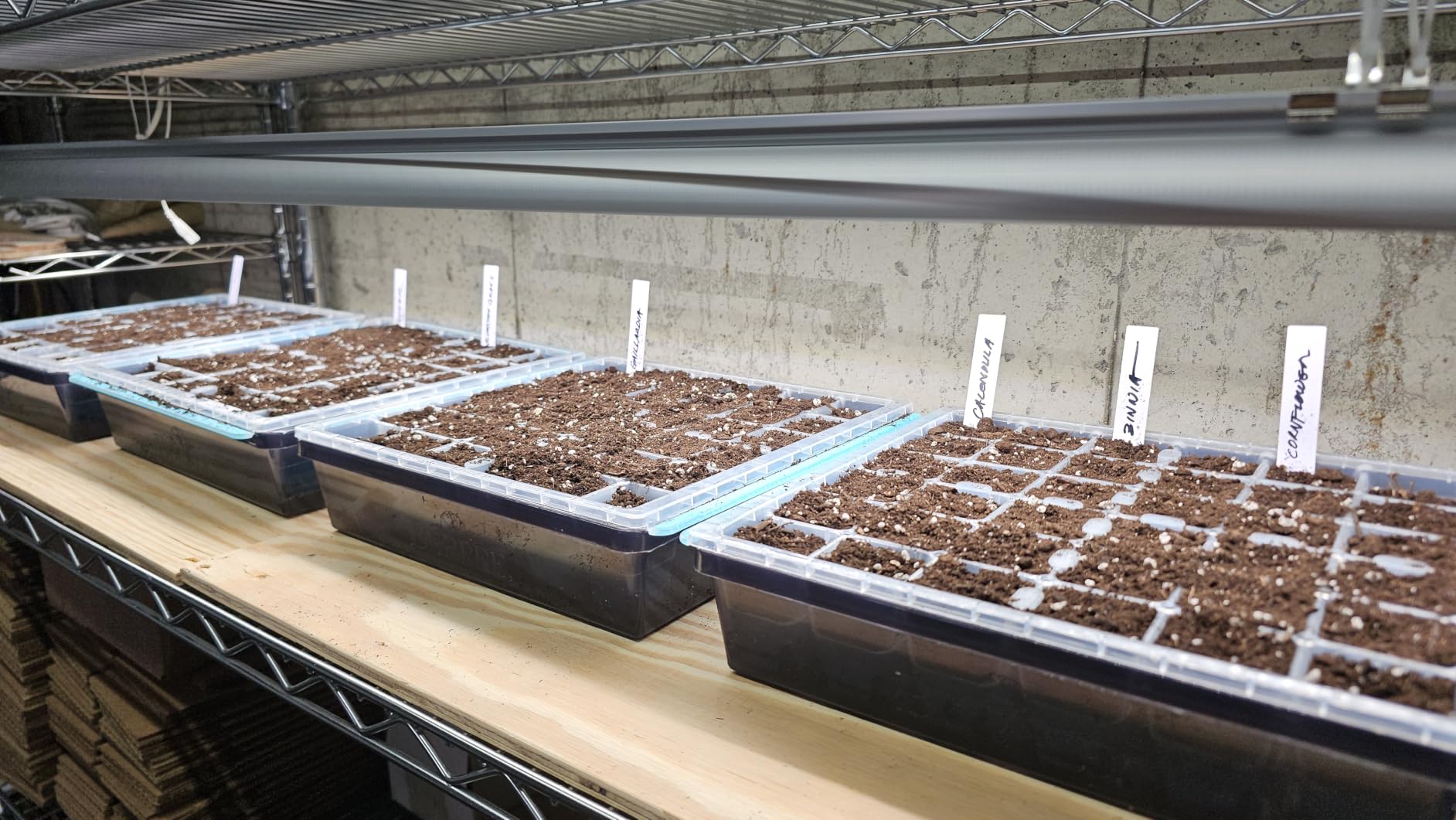 Burpee SuperSeed 36-Cell Reusable Seed Starting Tray for Indoor Seedlings | Flexible silicone cells pop out seedlings for easy transplanting. Ideal for starting vegetable, flower and herb seeds indoor. customer photo 1