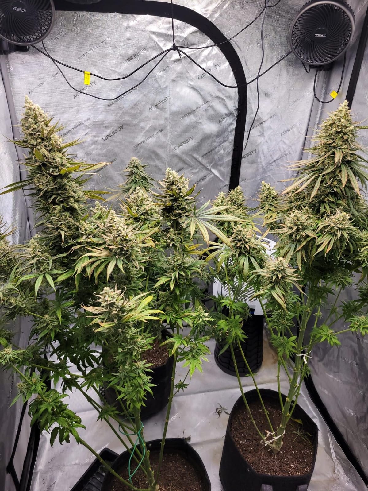 AC Infinity AI Grow System 4x4, 4-Plant Kit w/Self-Learning AI Controller customer photo 2