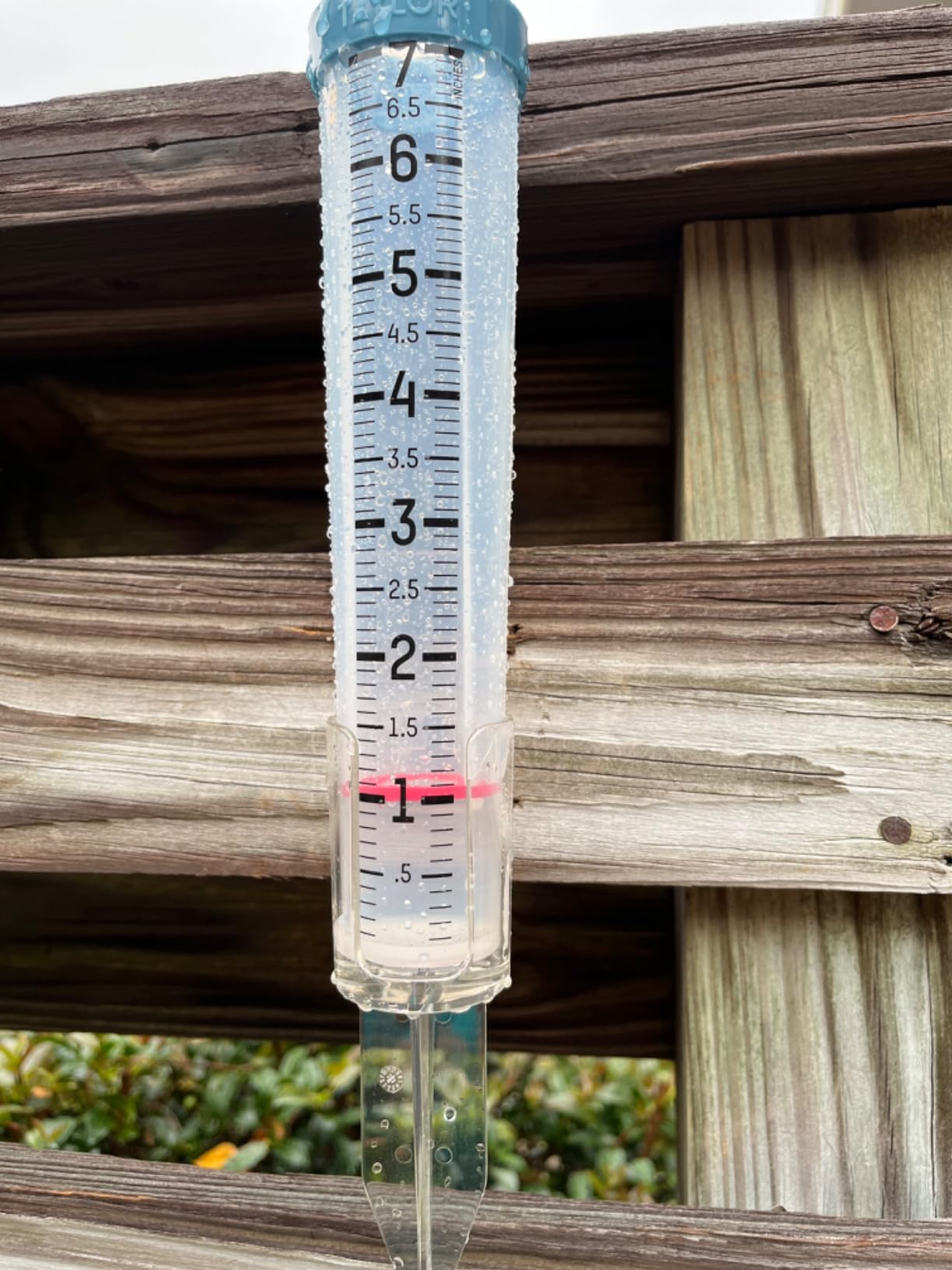 Taylor Freeze Proof Silicone Rain Gauge 7 Inch Capacity, Teal customer photo 2
