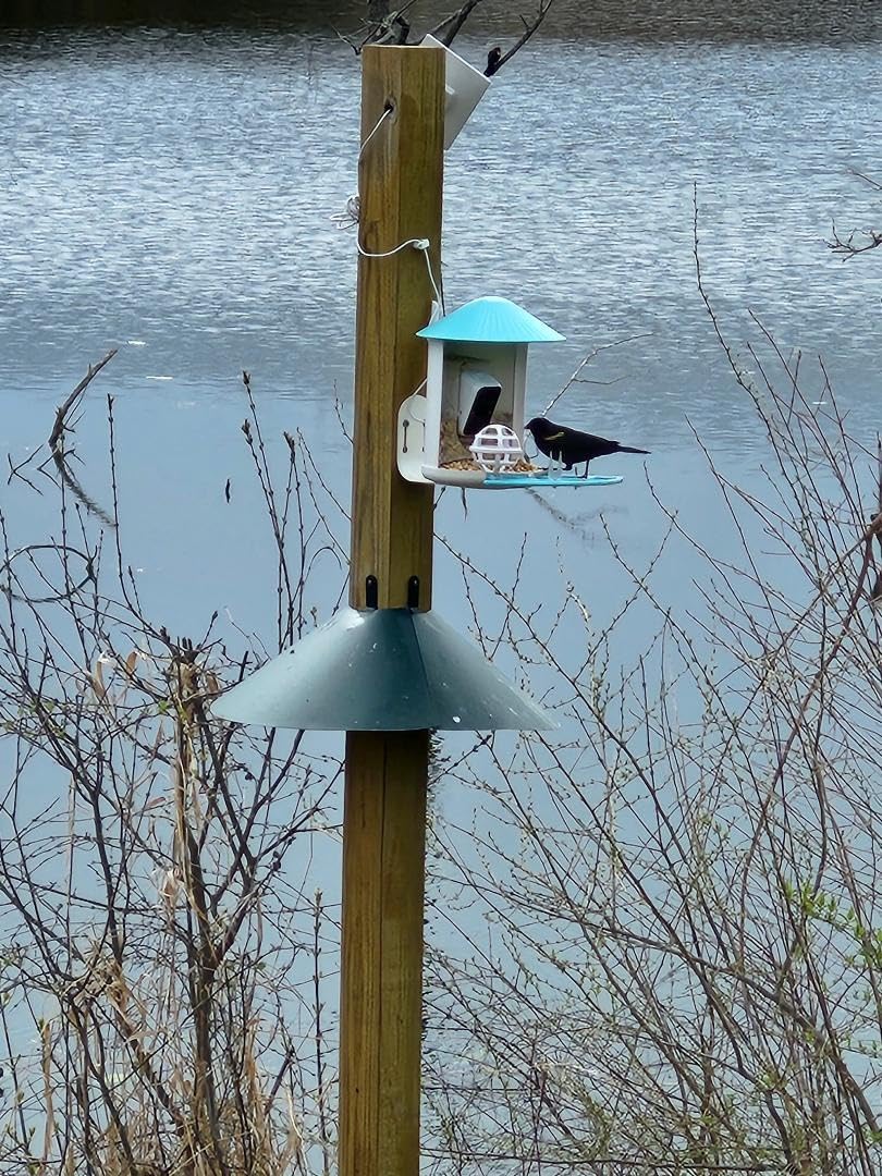 NETVUE by Birdfy Smart Solar Birdfy Bird Feeder with Camera for Outdoor customer photo 1