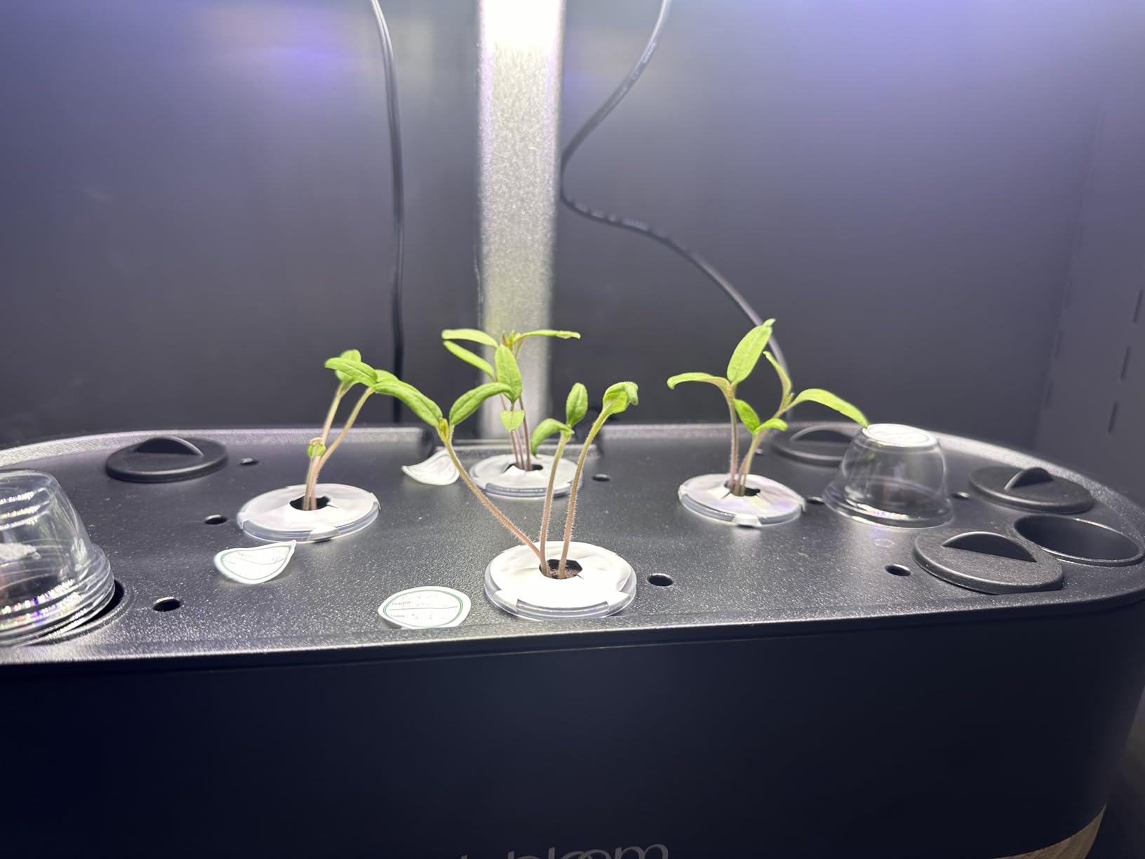inbloom Hydroponics Growing System 12 Pods, Indoor Herb Garden with LEDs Full-Spectrum Plant Grow Light, Water Shortage Alarm, Automatic Timer, Height Adjustable, Ideal Gardening Gifts for Women customer photo 2