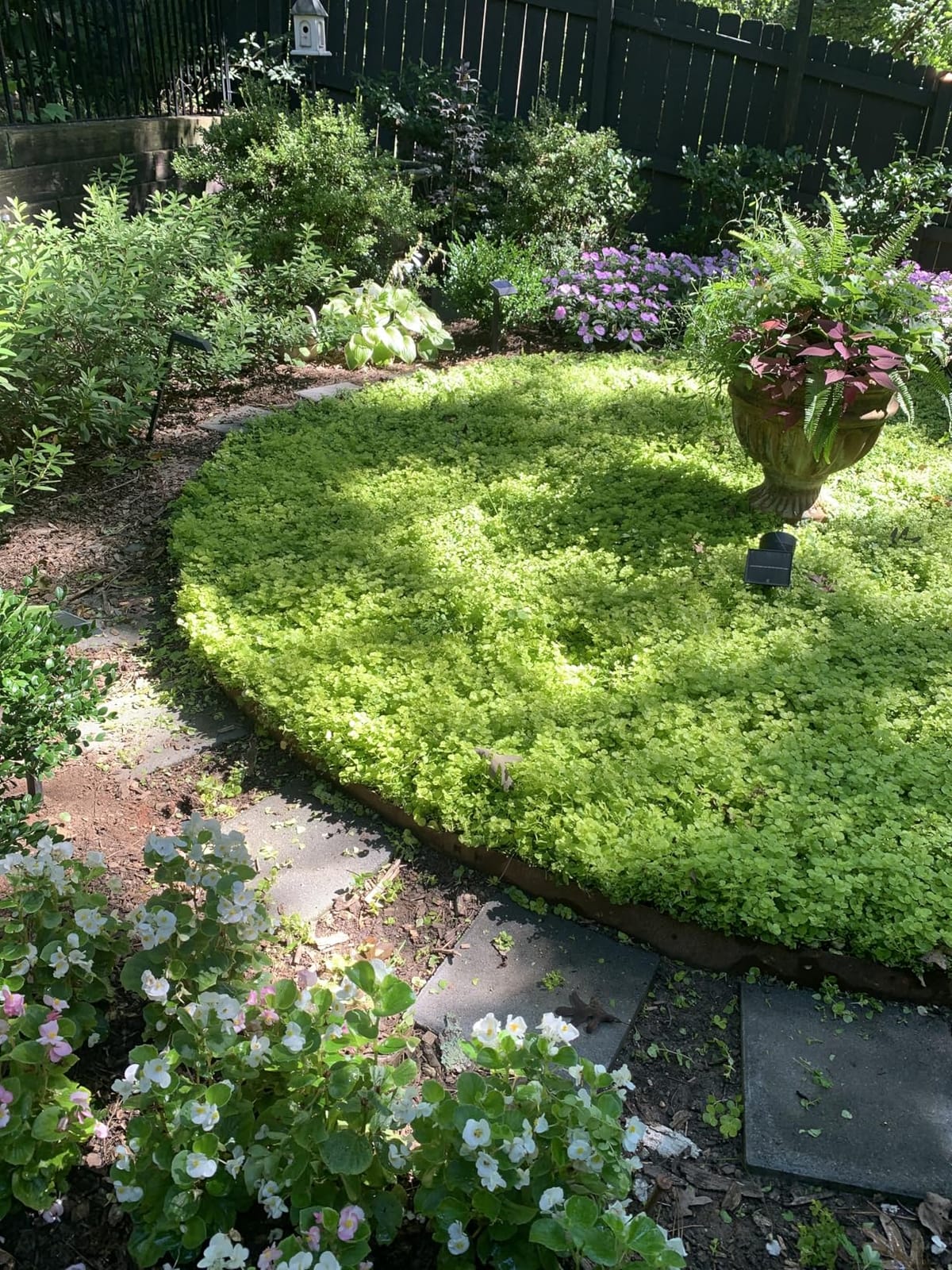 Corten Steel Landscape Edging 8 Inch H x 40 Inch L, 6-Pack 20ft customer photo 1