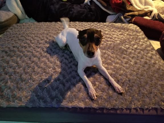 Upgraded Heated Dog Bed with Enlarged Heating Area, 12V Safe Voltage Arthritis Orthopedic Dog Bed with Memory Foam, Heated Pet Bed with Waterproof Cover for Medium, Large, XL Dogs (Large) customer photo 2