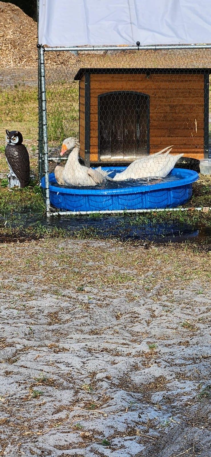 Aivituvin Insulated Dog House Outdoor & Indoor Wooden Dog Kennel for Winter with Raised Feet Weatherproof for Small & Medium & Large Dogs,Unique All-Around Iron Frame… customer photo 1