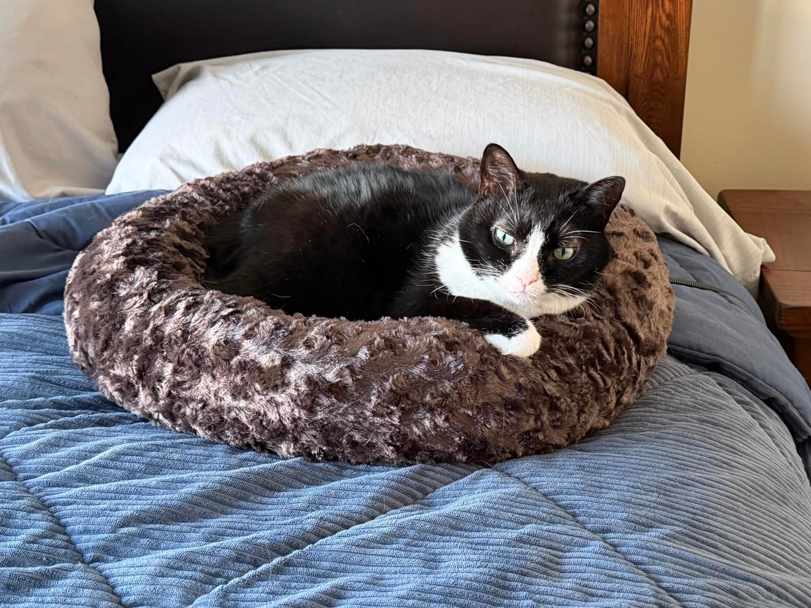 Heated Pet Beds for Indoor/Outdoor Cat & Dog Orthopedic Foam Warming Cat Beds Auto Temperature Control, Washable Cover with Waterproof Liner Thermo Kitty Electric Heating Bed customer photo 2
