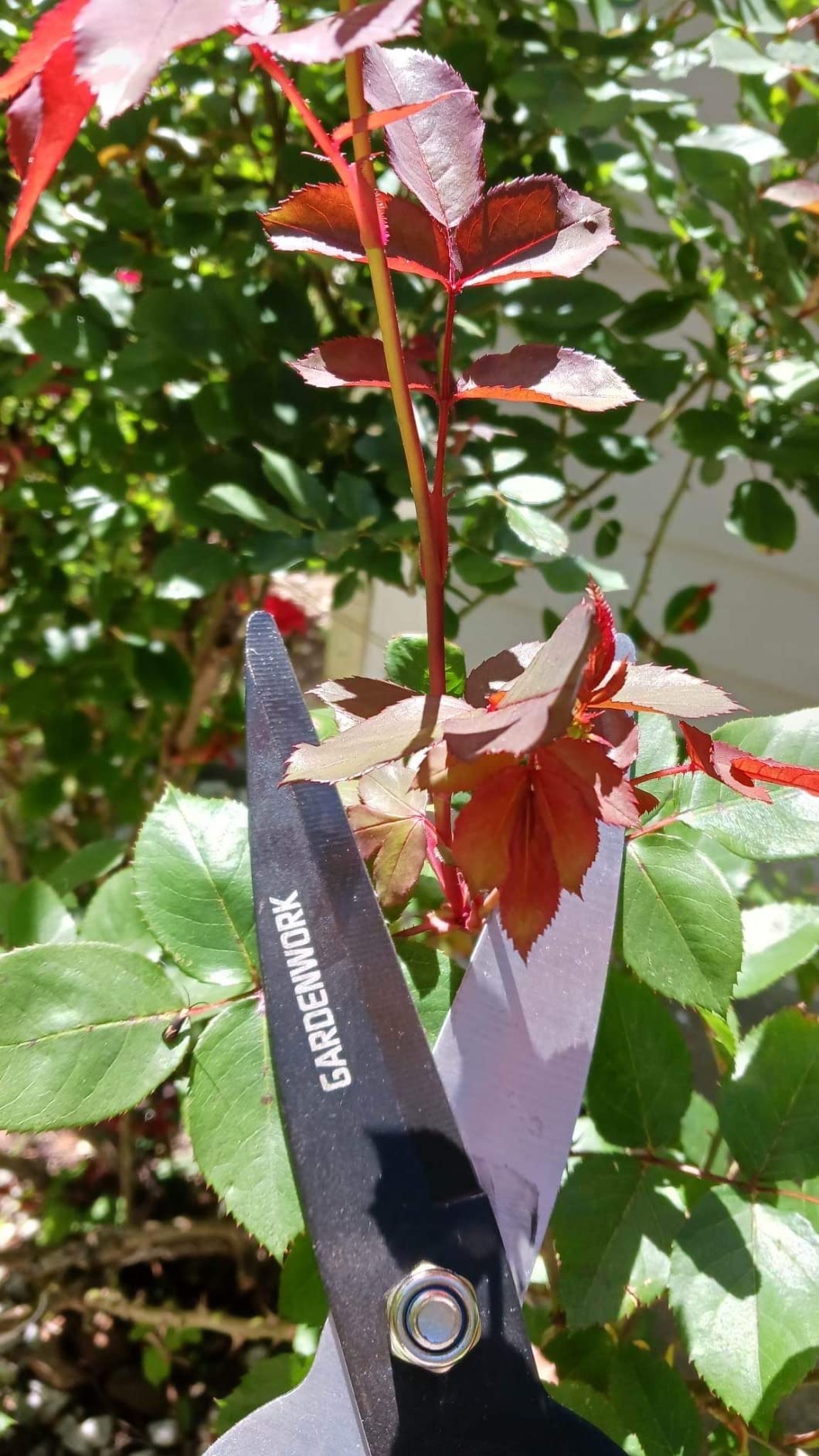 GARDENWORK Hedge Clippers Shears with Teflon Coated&Carbon Steel Blades customer photo 1
