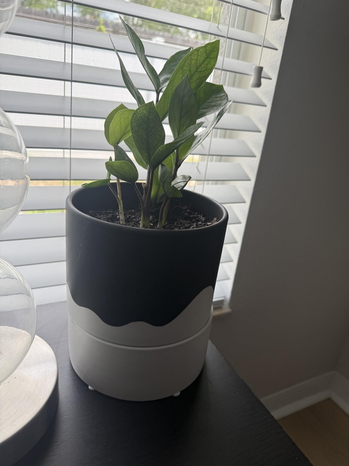 Nihow Ceramic Self Watering Plant Pot for Indoor Plants, 6 Inch, Cream White | Planter with Cotton Wick, Drainage Hole & Water Storage Plus, Cylinder Round Flower Pot customer photo 2