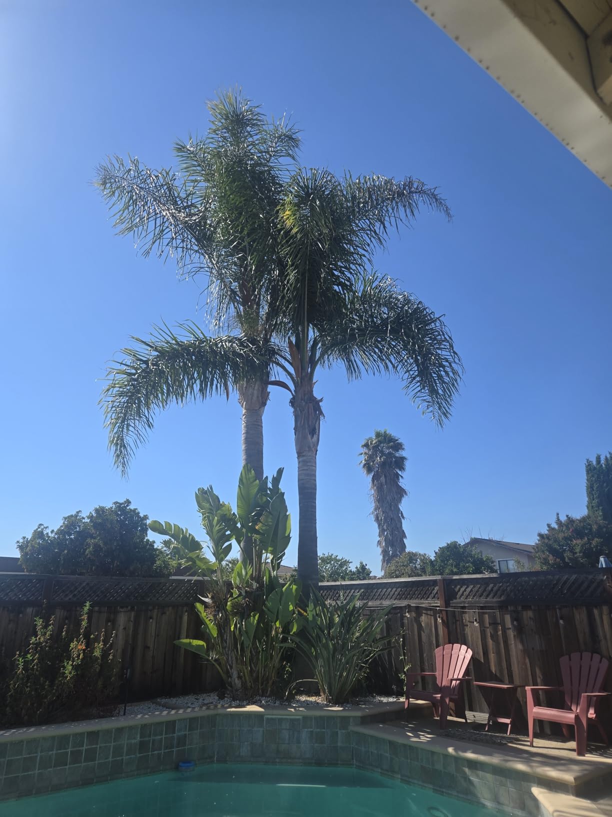 EGO POWER+ Pole Saw for Tree Trimming, Cordless Electric Pole Saw with Telescopic LED Cut Line Indicator, Battery and Charger Not Included - PS1000 customer photo 2