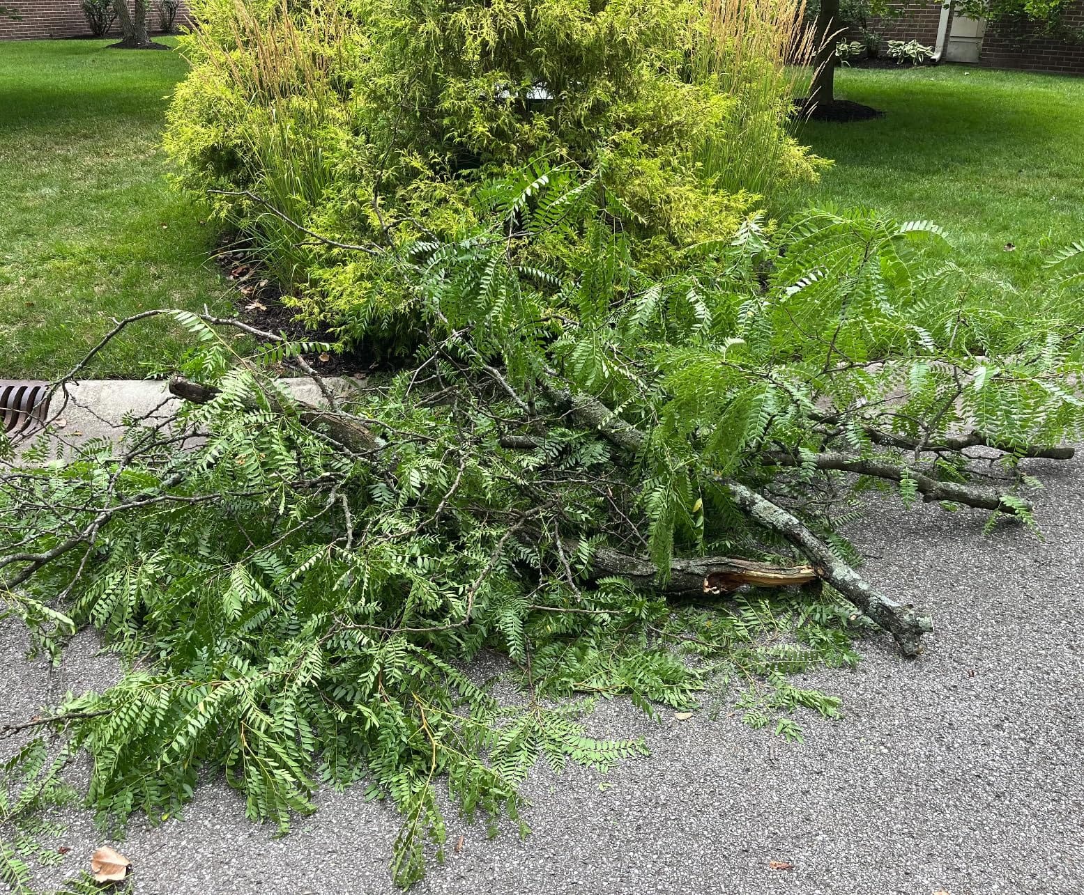 Pole Saw for Tree Trimming, 14FT Pole Tree Trimmer Long Pruning Saw, Manual Pole Cutter for Yard Garden and Patios Trees Branches Cutting customer photo 1
