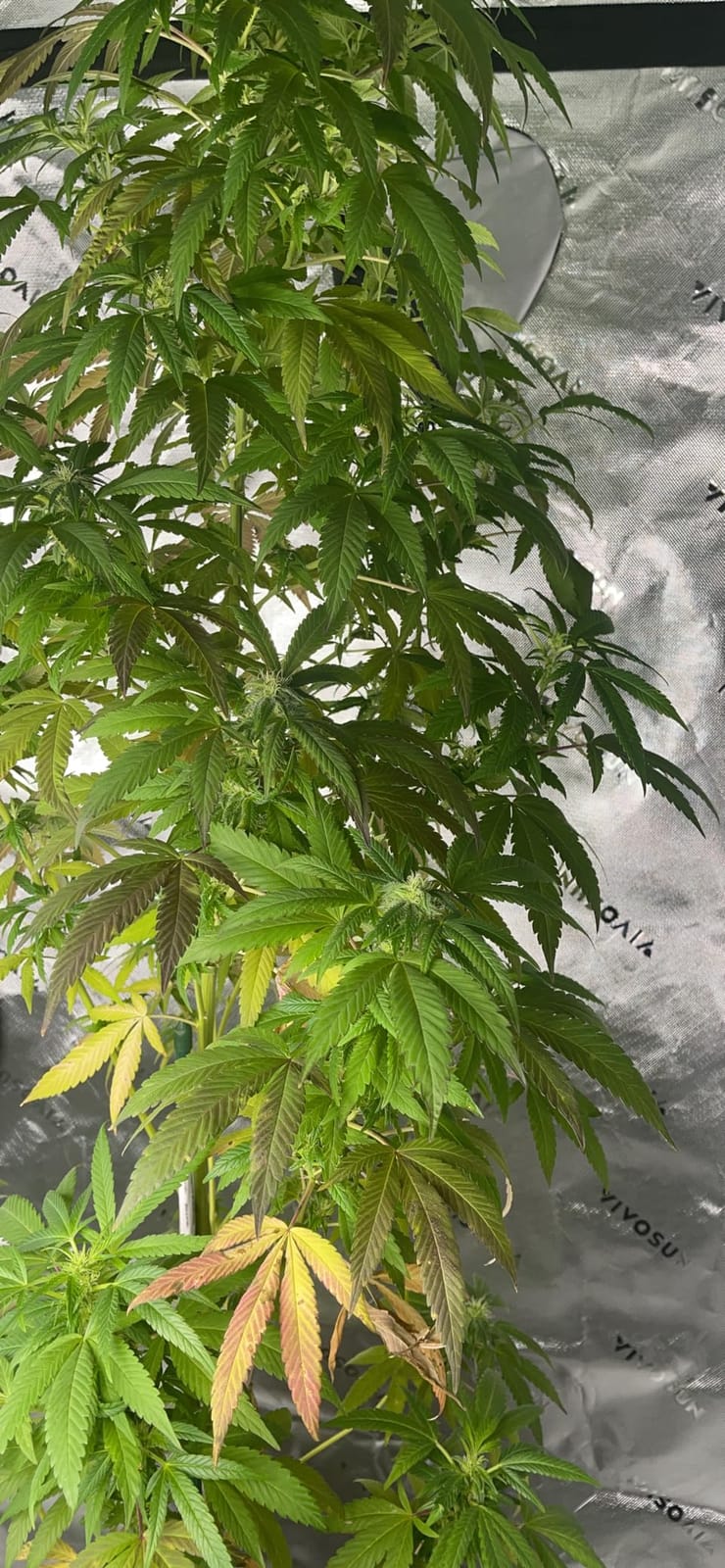 VIVOSUN Smart Grow Tent Kit 2x2, 1-Plant WiFi-Integrated Grow Kit System customer photo 1