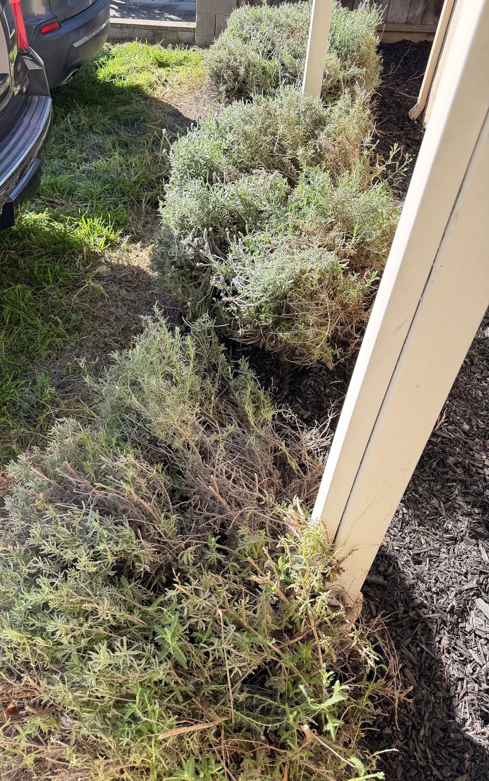 WORKPRO 12V Cordless Grass Shear & Shrubbery Trimmer with Battery & Charger customer photo 2