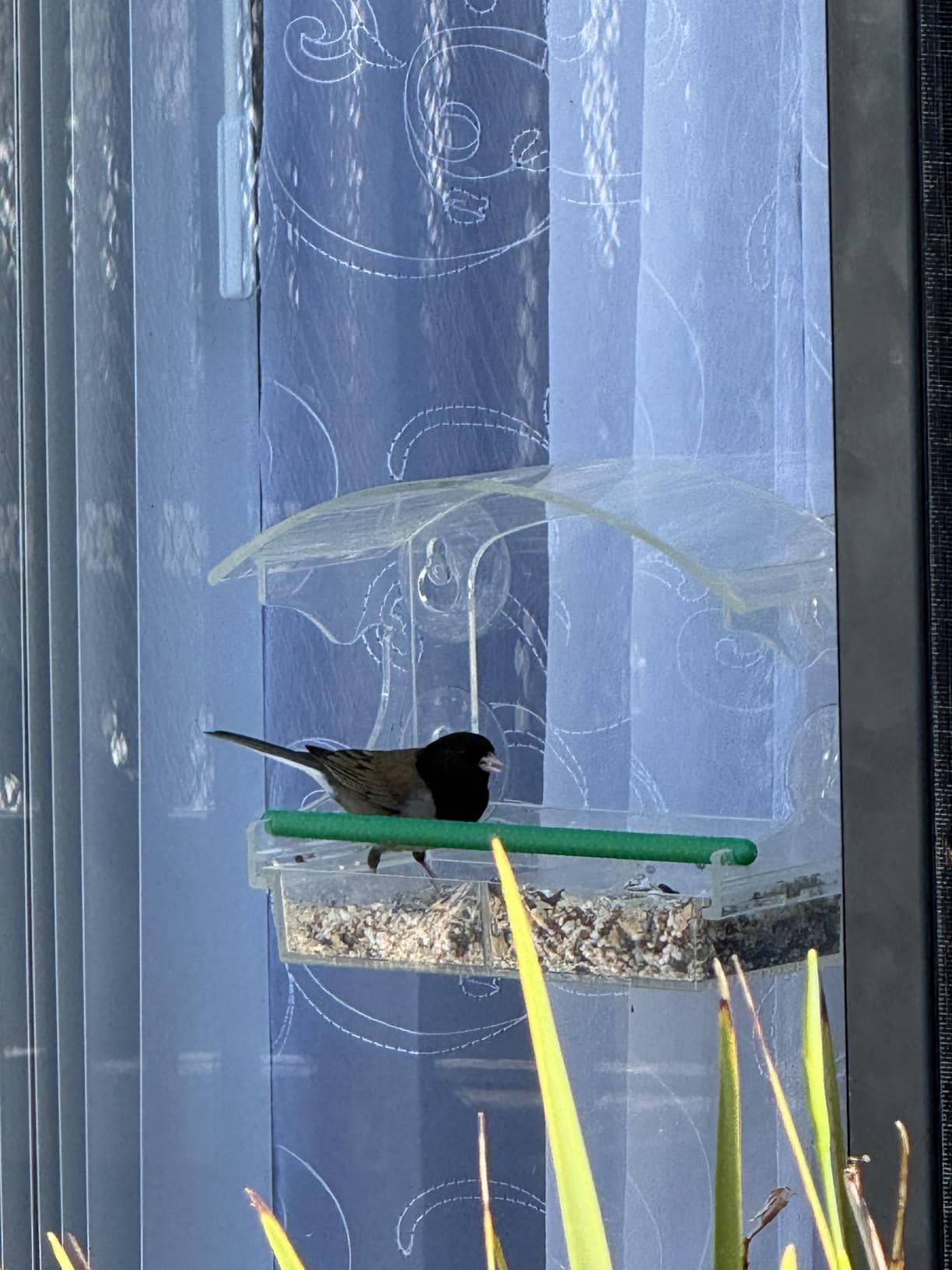 Clear Acrylic Window Bird Feeder for Outside with 4 Strong Suction Cups and Detachable Seed Tray, Highly Transparent Outdoor Viewing Birdfeeder, Wild Bird House Box customer photo 1