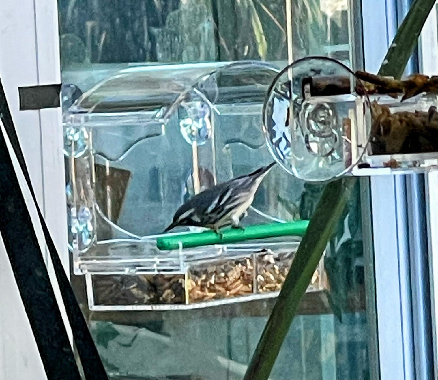 Clear Acrylic Window Bird Feeder for Outside with 4 Strong Suction Cups and Detachable Seed Tray, Highly Transparent Outdoor Viewing Birdfeeder, Wild Bird House Box customer photo 2