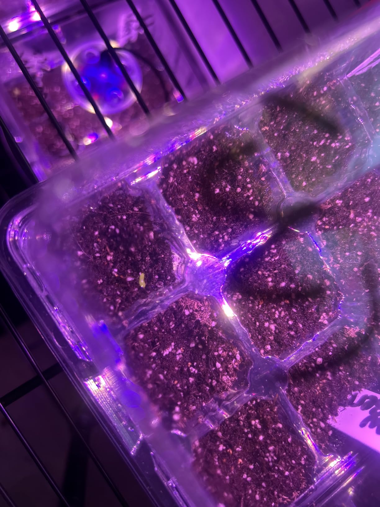 Bonviee Seed Starter Trays with 12-LED Grow Lights, Clear, 5 Pack | 5 Clear-base seedling Kits, 60 Cells, 12-LED Grow Light Per Tray, Vented Humidity Domes, Drainage Holes, 1-to-5 USB Cable customer photo 2
