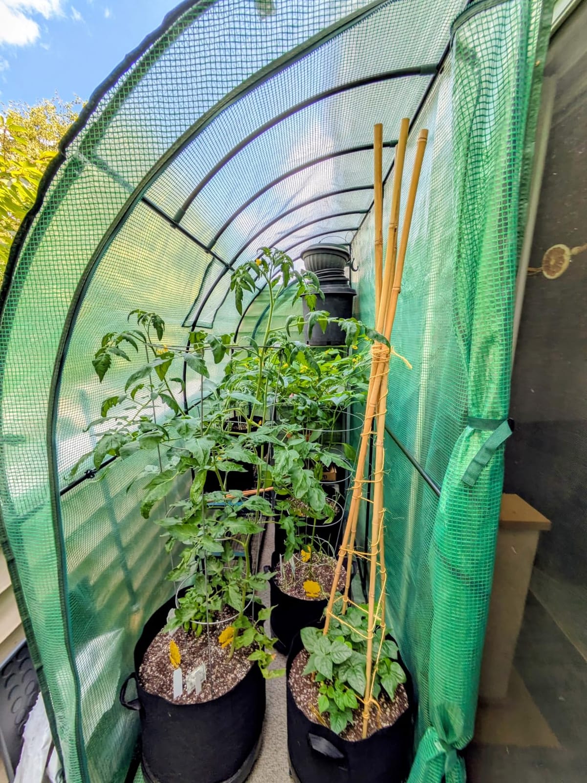 Lean to Greenhouse for Outdoors: Ohuhu Portable Tomato Green House Heavy Duty with Roll-Up Zippered Door, Tall Plastic Greenhouses for Outside Winter Plants Growing Shed for Backyard, 6.6x2.5x5.6 FT customer photo 1