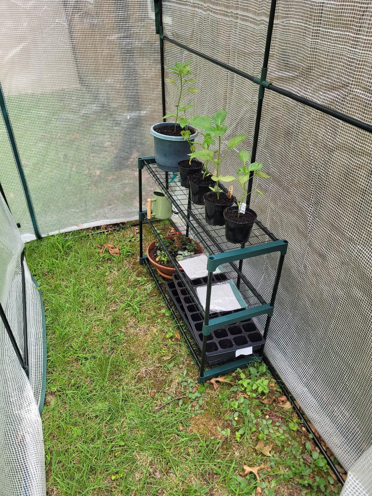 Lean to Greenhouse for Outdoors: Ohuhu Portable Tomato Green House Heavy Duty with Roll-Up Zippered Door, Tall Plastic Greenhouses for Outside Winter Plants Growing Shed for Backyard, 6.6x2.5x5.6 FT customer photo 2