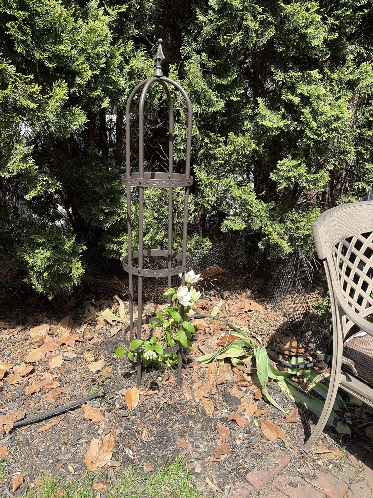 Evergreen 5 ft Garden Trellis for Climbing Plants Vines, Jasmine & Flowers, Rustproof Metal Obelisk Trellises, Outdoor & Indoor Plant Support for Potted Planters (Antique Copper) customer photo 2