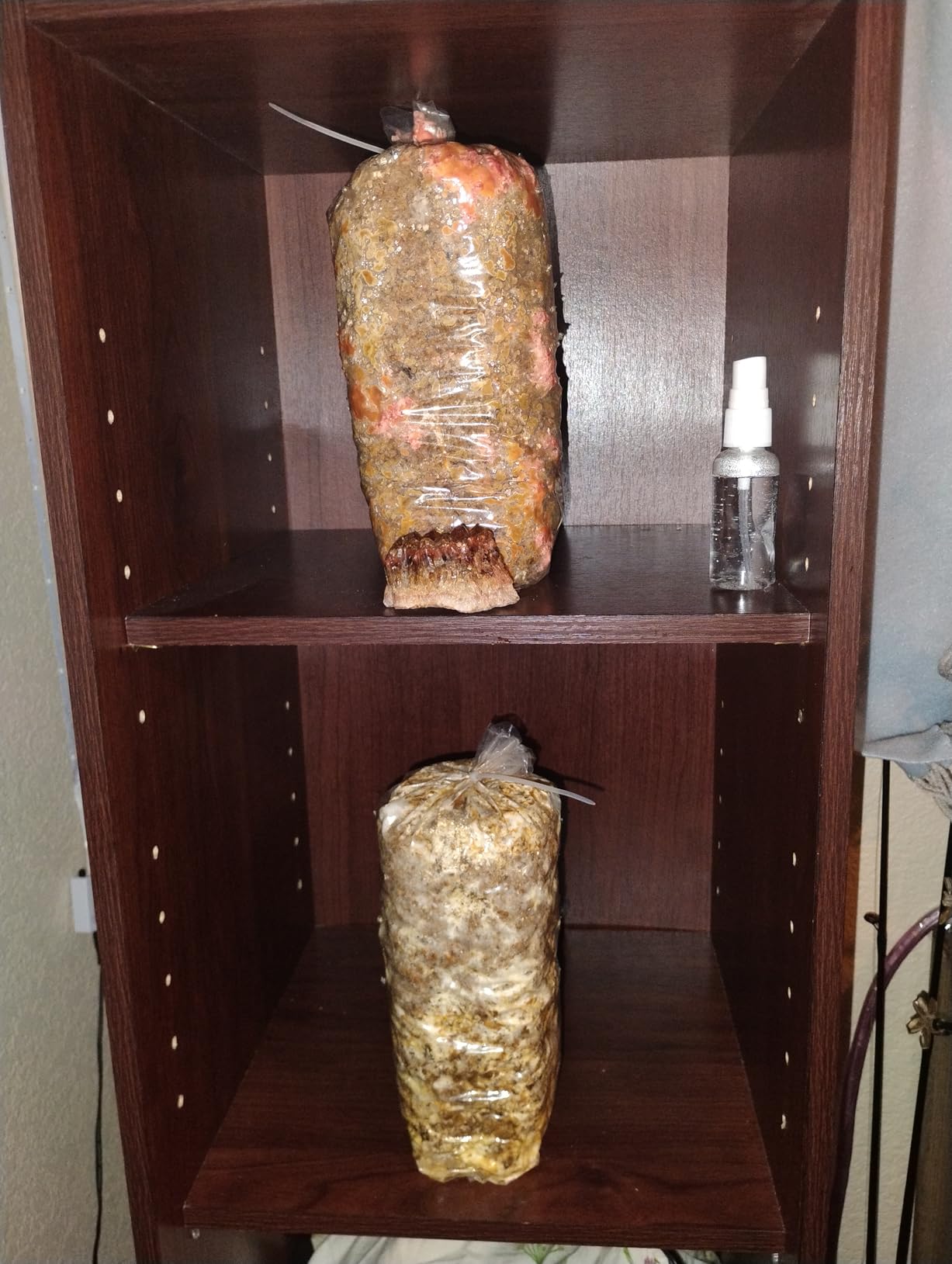 Four All in One Mushroom Grow Kits with Yellow, Blue, Florida, and Pink Oyster, Complete Cultivation Set customer photo 2