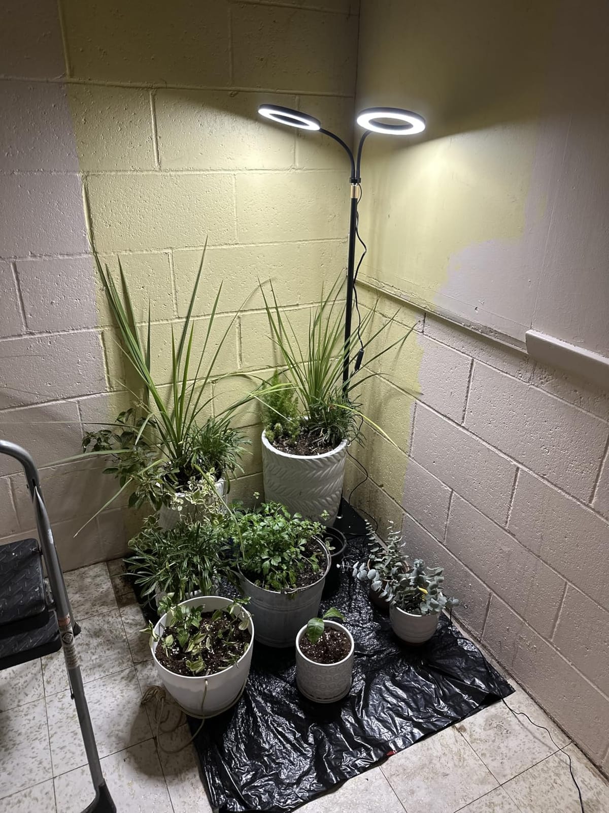 Grow Light with Stand for Indoor Plants, Dual Head Full Spectrum Floor Plant Light for Large Tall Plants, 16.5-68in Adjustable Height, 3/9/12H Timer, Dimmable, Modern Ring Grow Lamp for Home Décor customer photo 2