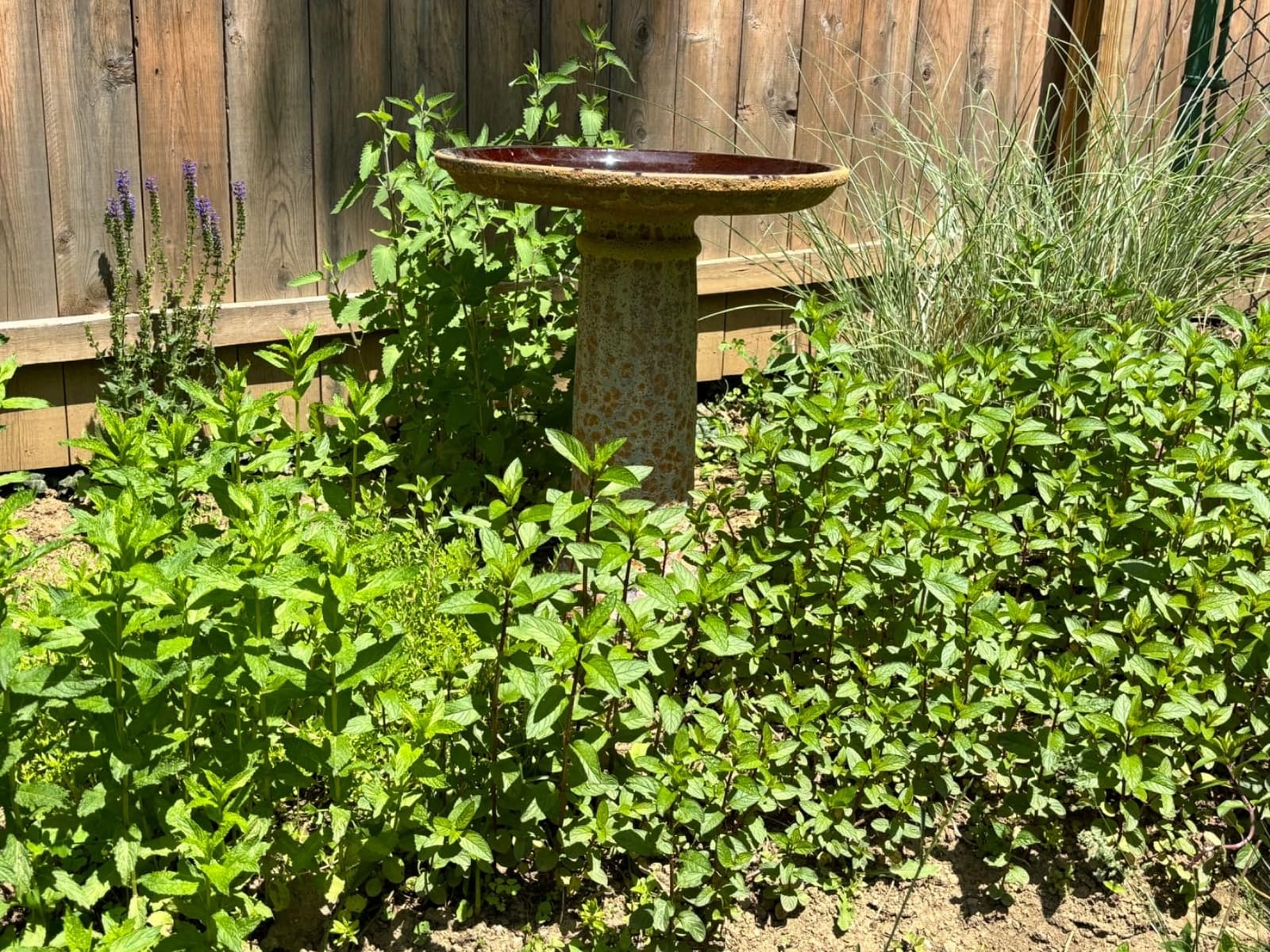 Sunnydaze Toulon Outdoor Ceramic Birdbath, 24.5
