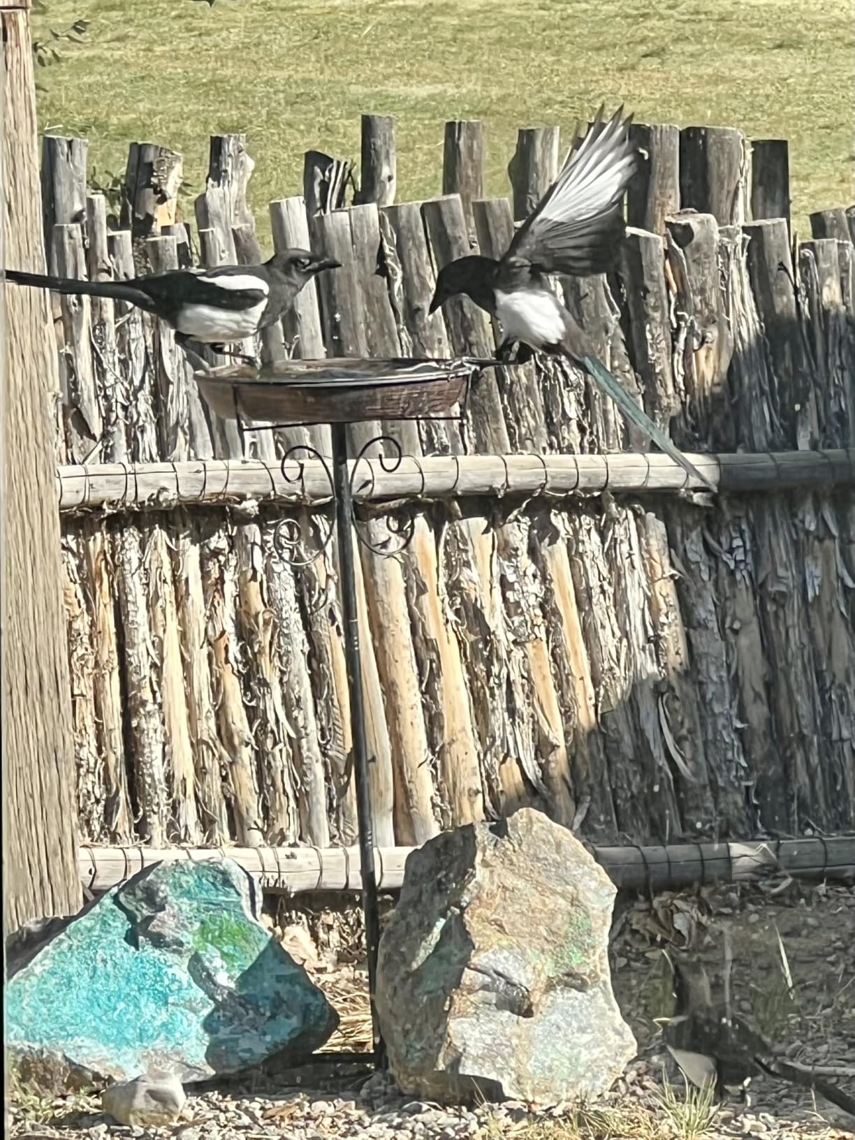 Daoeny 35In Metal Bird Bath for Outside, Vintage Freestanding Birdbaths & Birdfeeder customer photo 1