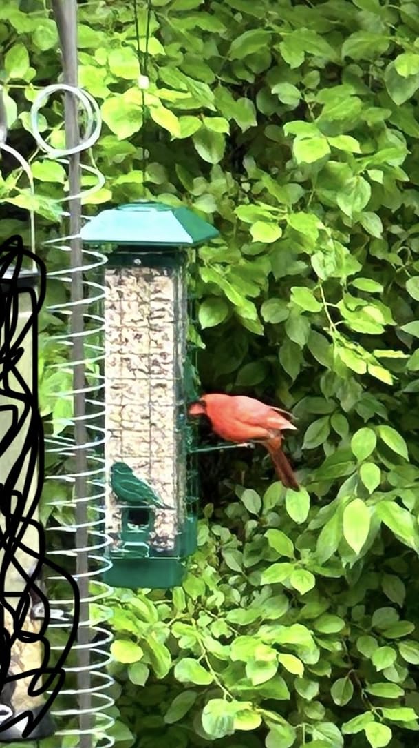 Squirrel Proof Bird Feeder, Metal Bird Feeders for Outdoors Hanging, Weight Activated, 3Lb Capacity, 4 Ports, All-Weather Tube Bird Feeder for Outside, Cardinal Finch Bluebird Wild Bird Feeder customer photo 2