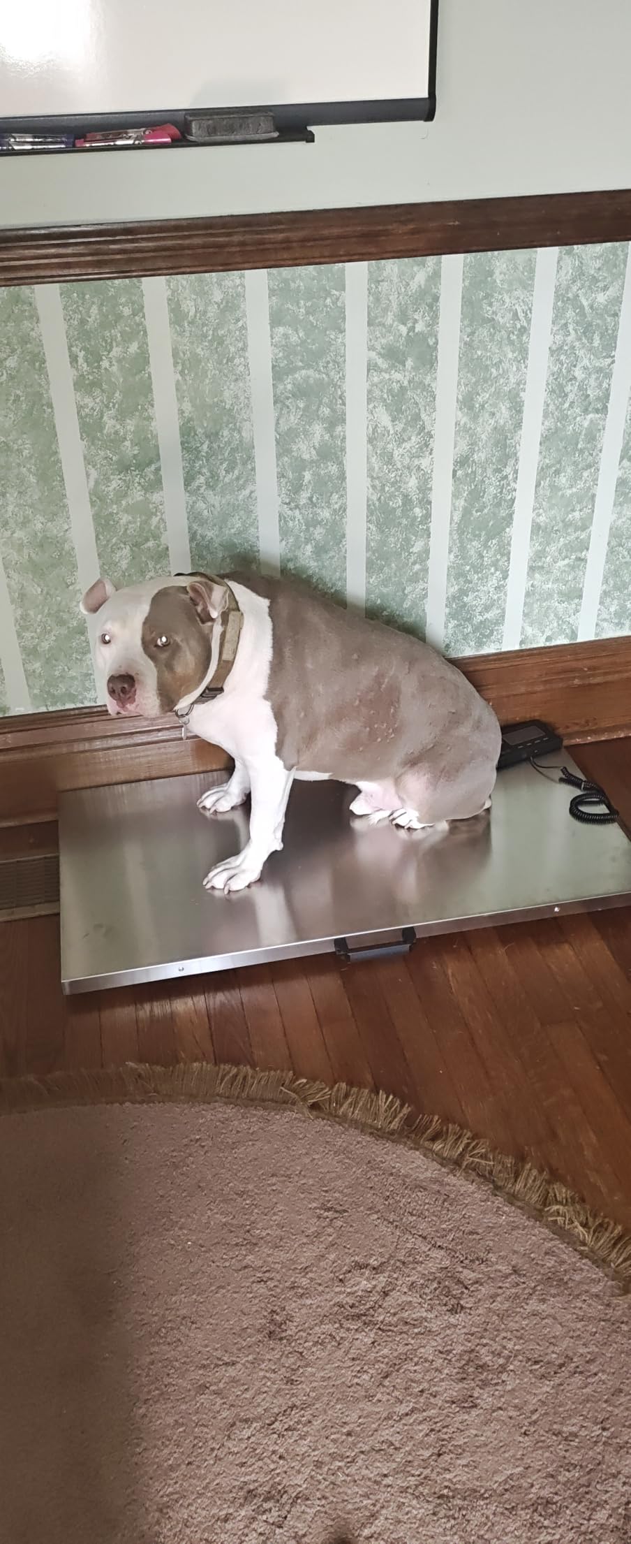 VEVOR 880Lbs x 0.2Lbs Livestock Scale Shipping Scales Large Platform 40.6x20.9Inch Stainless Steel Vet Scale Industrial Floor Scale Large Animal Dog Pig Scale Goat Weight Scale Pet Digital Scale customer photo 2