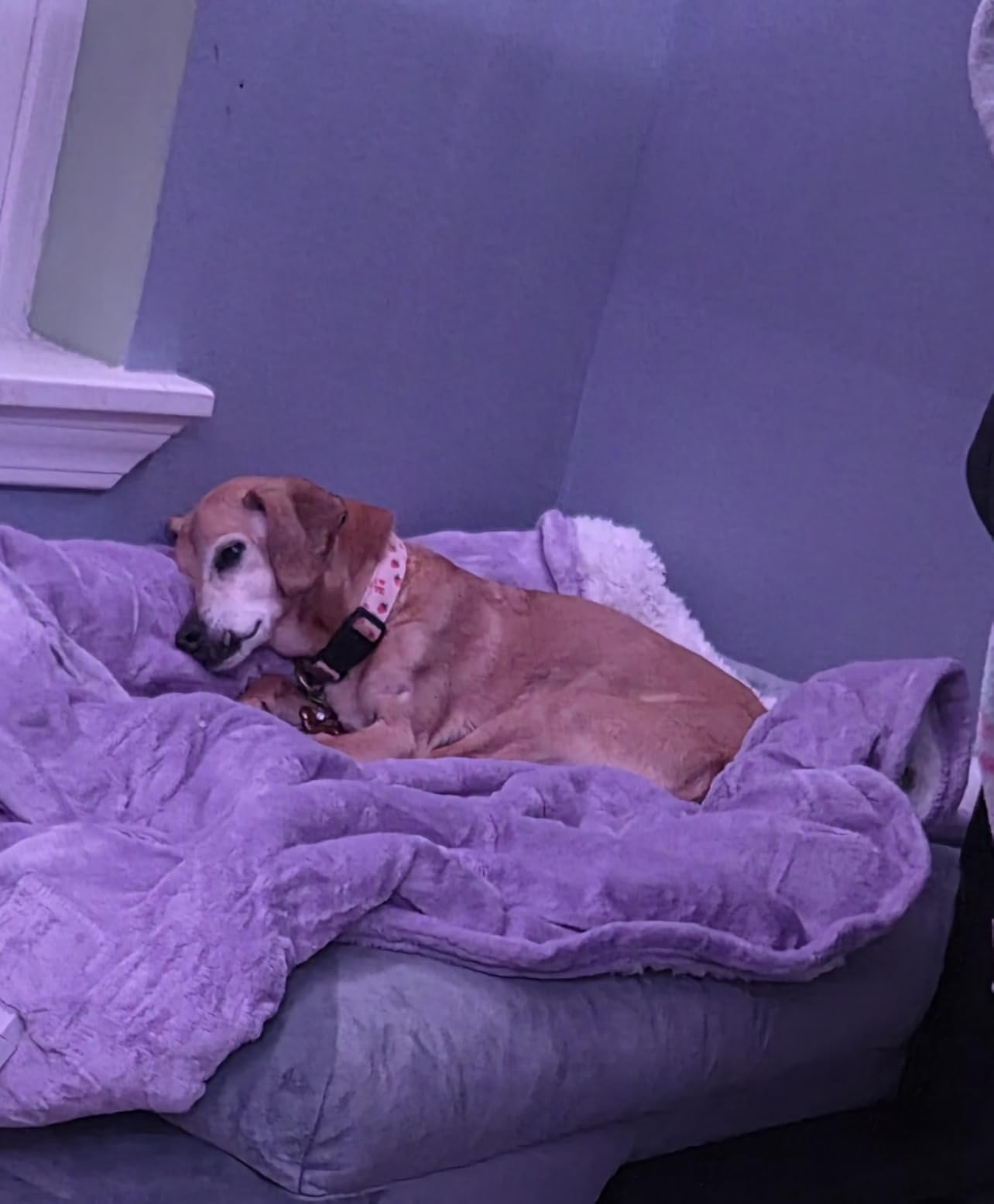 HOMLYNS Heated Throw Blanket, 5 Heat Settings & 3 Hours Timer, Purple customer photo 1