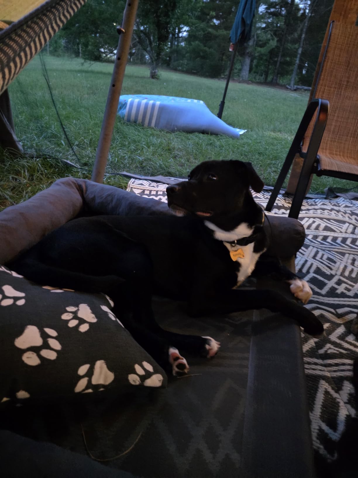 WESTERN HOME Cooling Elevated Dog Bed for Large Dogs, Outdoor Raised Dog Bed | Dogs Cot Portable Indoor, Raised with Breathable Mesh, Chew Proof Pet Hammock Cots, Removable and Waterproof Bolsters customer photo 1