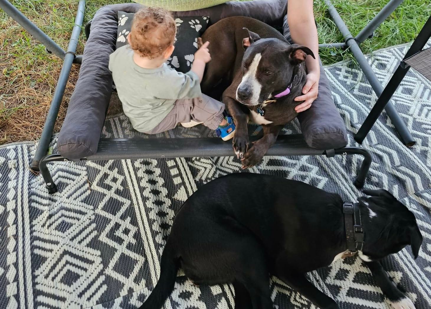 WESTERN HOME Cooling Elevated Dog Bed for Large Dogs, Outdoor Raised Dog Bed | Dogs Cot Portable Indoor, Raised with Breathable Mesh, Chew Proof Pet Hammock Cots, Removable and Waterproof Bolsters customer photo 2