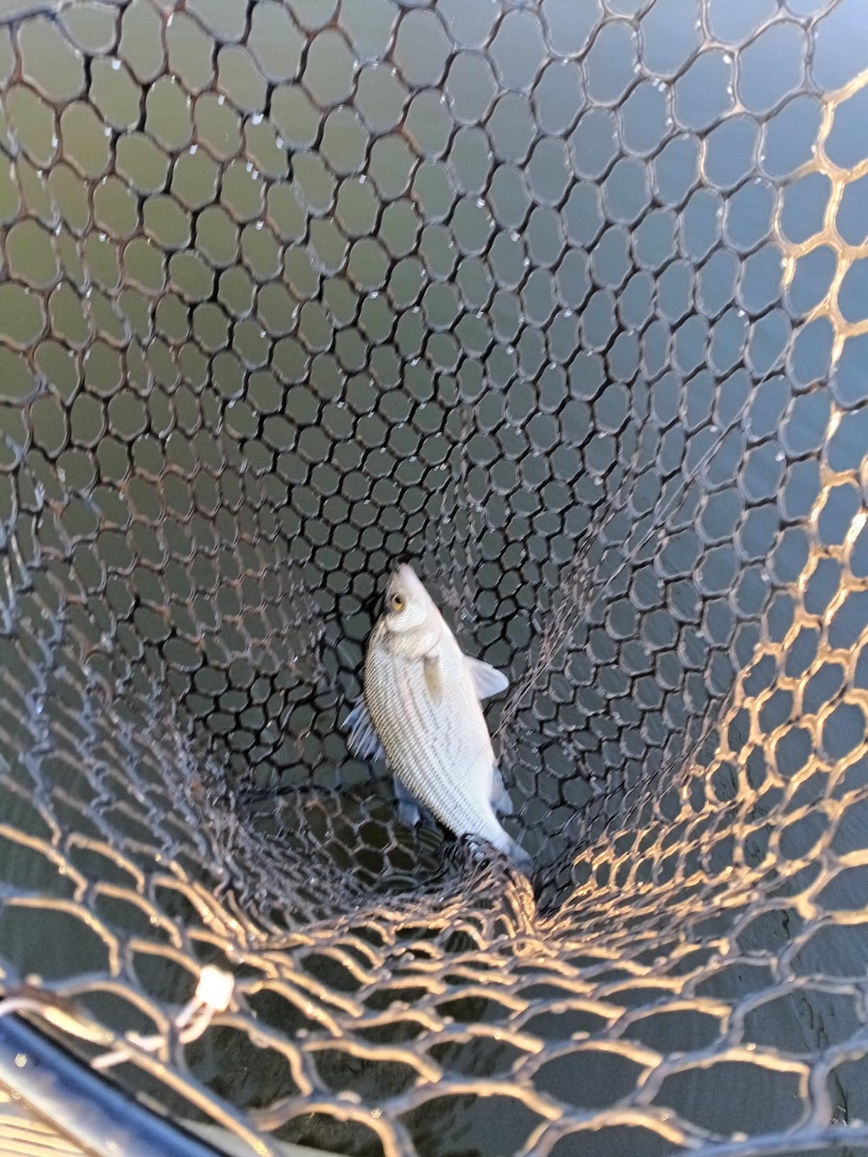 High Strength Large Landing Net, Fishing Net with Long Telescoping Handle | Soft Rubber Mesh, 60 in Max Length, 23 x 18 in Hoop, Landing Nets for Fishing, Ideal for Boat, Pier, River Angling customer photo 2