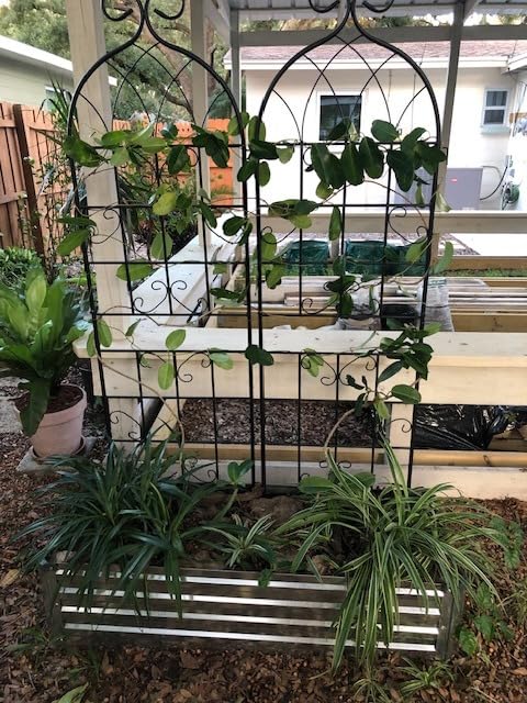 Lorenzo 2 Pcs 70 x 20 Inch Rustic Iron Garden Trellis for Climbing Plants Outdoor, Black Metal Arch Decoration Plant Supporting Perfect for Roses Flower Cucumbers Courtyards Lawns Clematis customer photo 1