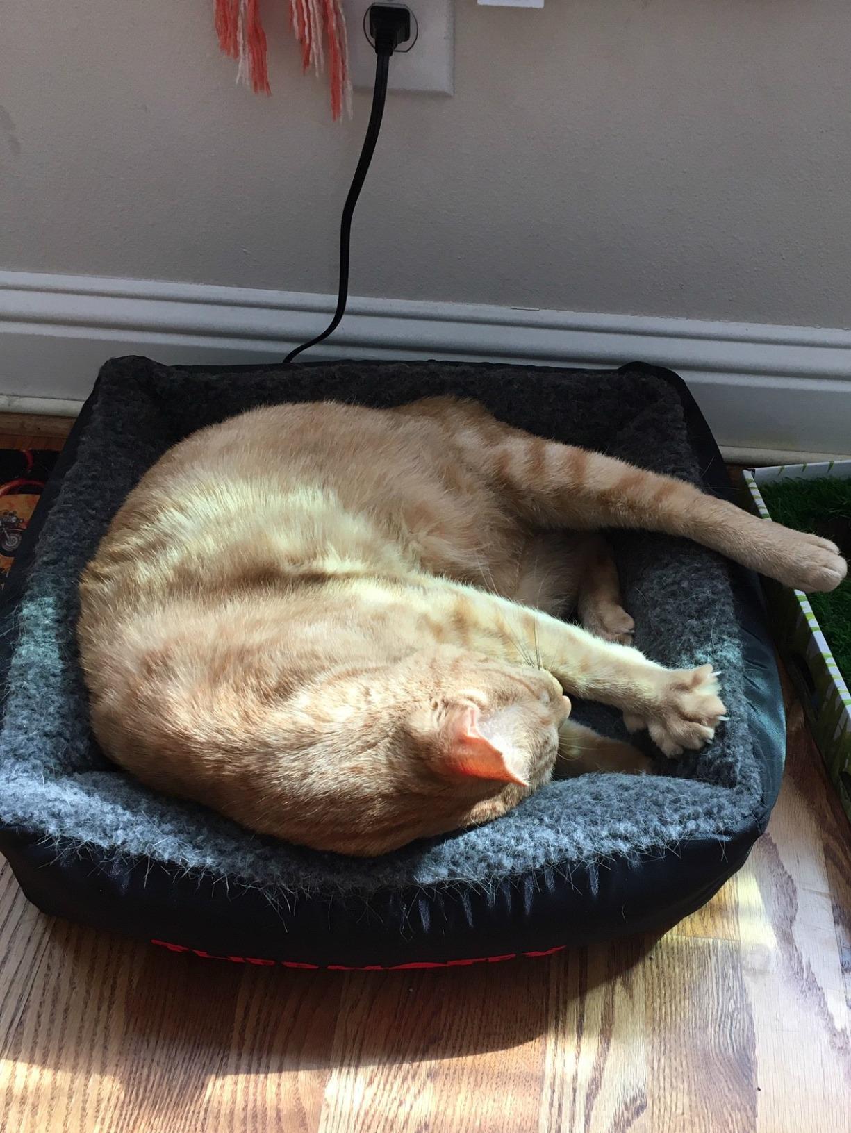Thermotex Far Infrared Heated Pet Bed - Heated Cat & Dog Bed for Pain Relief & Arthritis - Therapeutic Heat Pad for Elderly Pet Support & Relaxation - Machine Washable customer photo 1