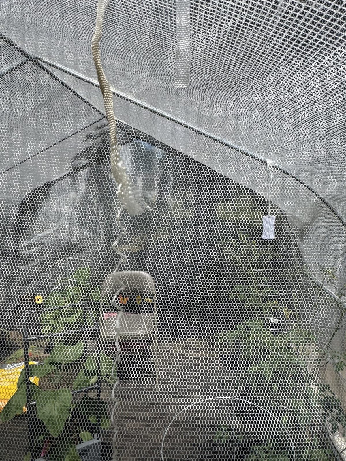 Outsunny 20 x 10 x 7 ft Walk-in Greenhouse with Roll-up Zipper Door White | Tunnel Green House, 8 Mesh Windows, Gardening Plant Hot House, Galvanized Steel Frame customer photo 2