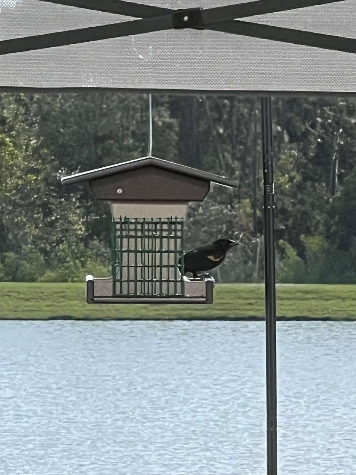 DutchCrafters Poly Hopper Bird Feeder with Suet Holder, Large Bird Feeder for Outdoors Hanging - Amish American Made (Milwaukee Brown & Weatherwood) customer photo 1