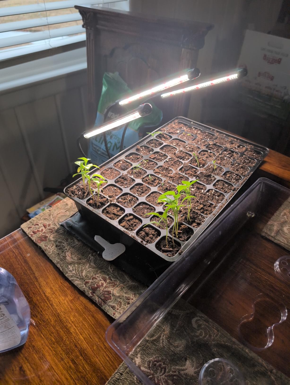 SOLIGT 60 Cell Seed Starter Tray Kit with Grow Light and Heat Mat | Seed Starter Tray, Higher 4.3