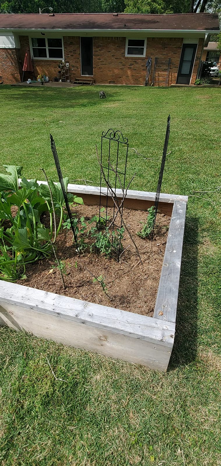 ARIFARO 4Pack 57.5'' Metal Garden Trellis for Climbing Plants Outdoor | Thicken Steel Trellis, For Indoor/Outdoor, Tomato, Cucumber, Rose, Flower, Potted Plants, Houseplants, Climbing Vines, Black customer photo 2
