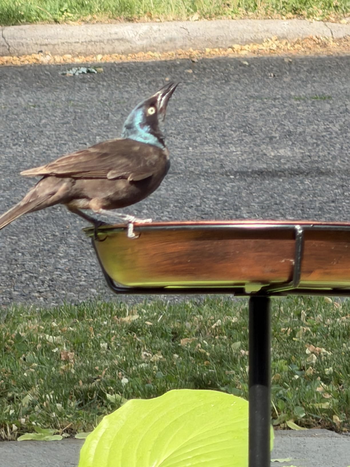 Gtongoko Metal Bird Bath for Outdoors, 34