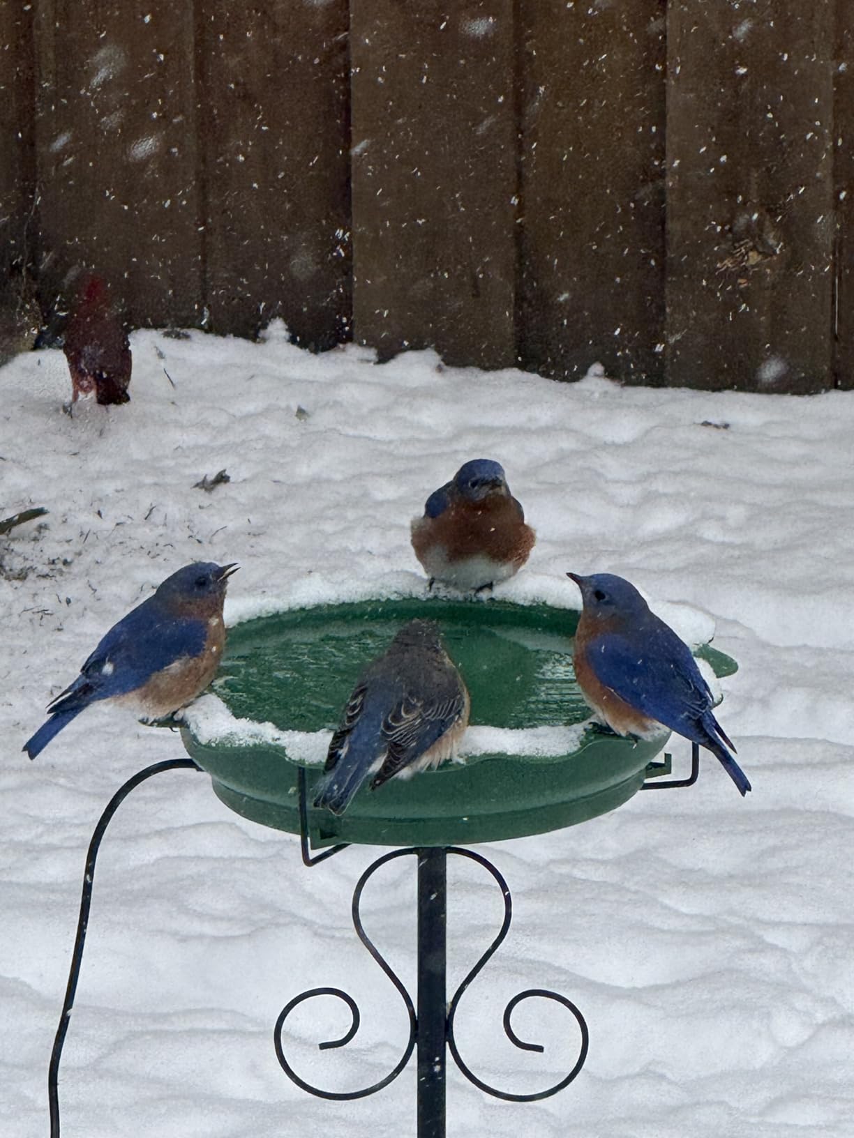 Heated Bird Baths for Outdoors, 100W Heated Birdbath Outside Winter, Blue | Auto Thermostat Control, Large Capacity, Easy Cleaning, 5-Prong Metal Base, Longer Power Cord, Garden Yard Patio Lawn Decor customer photo 2